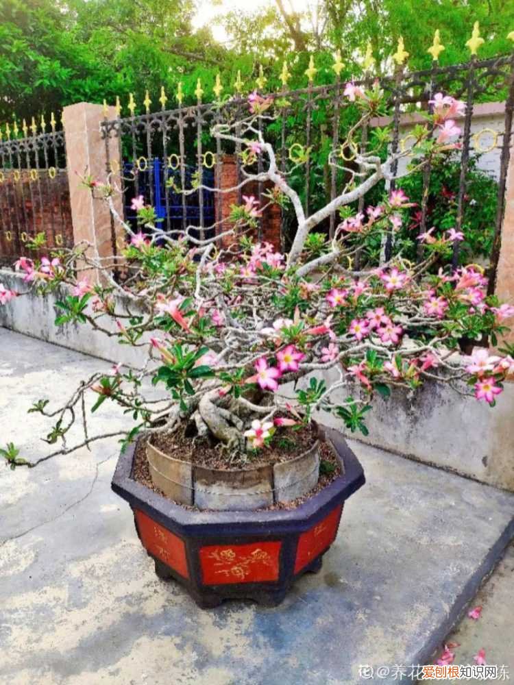 折腾不死的25种花,咋养都爆盆,家里必须养吗，折腾不死的25种花，咋养都爆盆，家里必须养