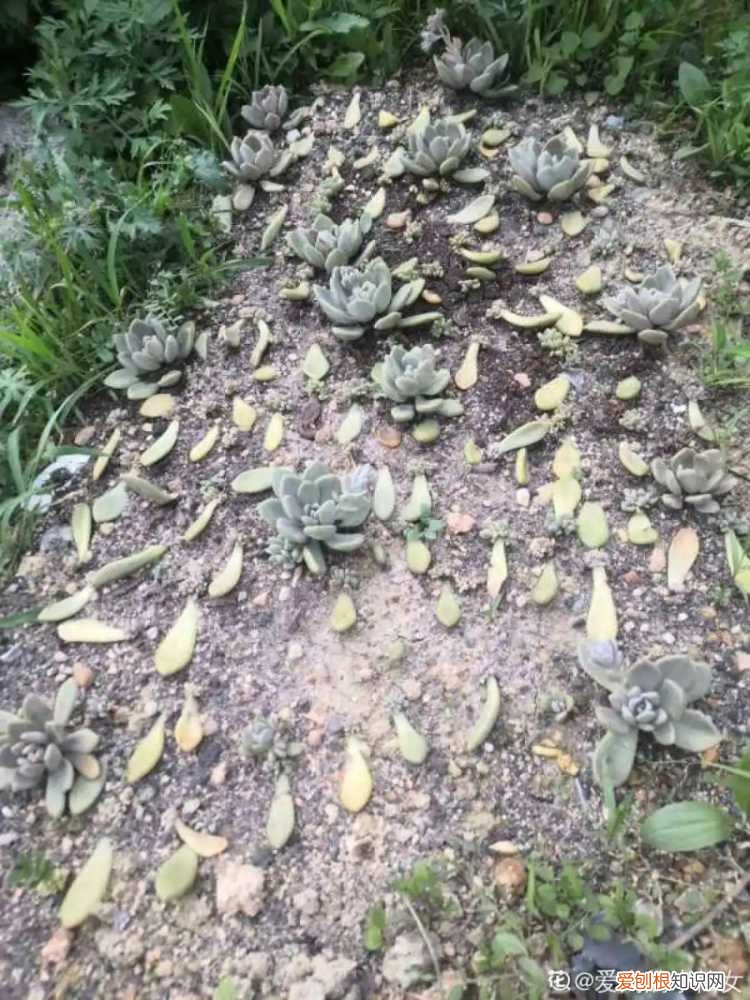 折腾不死的25种花,咋养都爆盆,家里必须养吗，折腾不死的25种花，咋养都爆盆，家里必须养