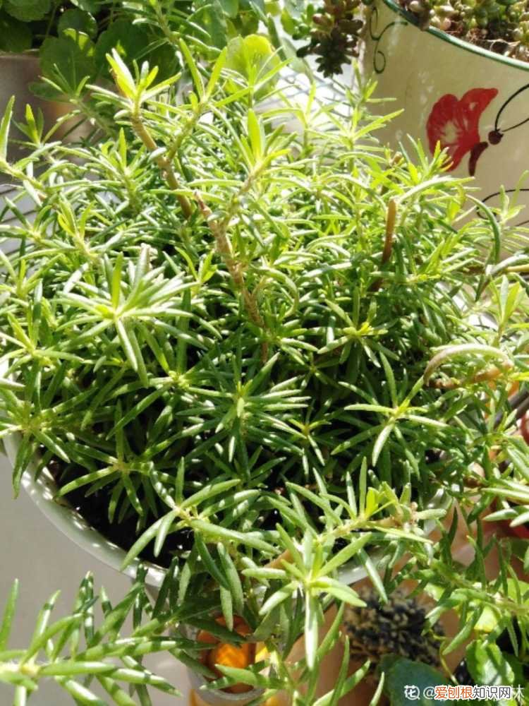 折腾不死的25种花,咋养都爆盆,家里必须养吗，折腾不死的25种花，咋养都爆盆，家里必须养