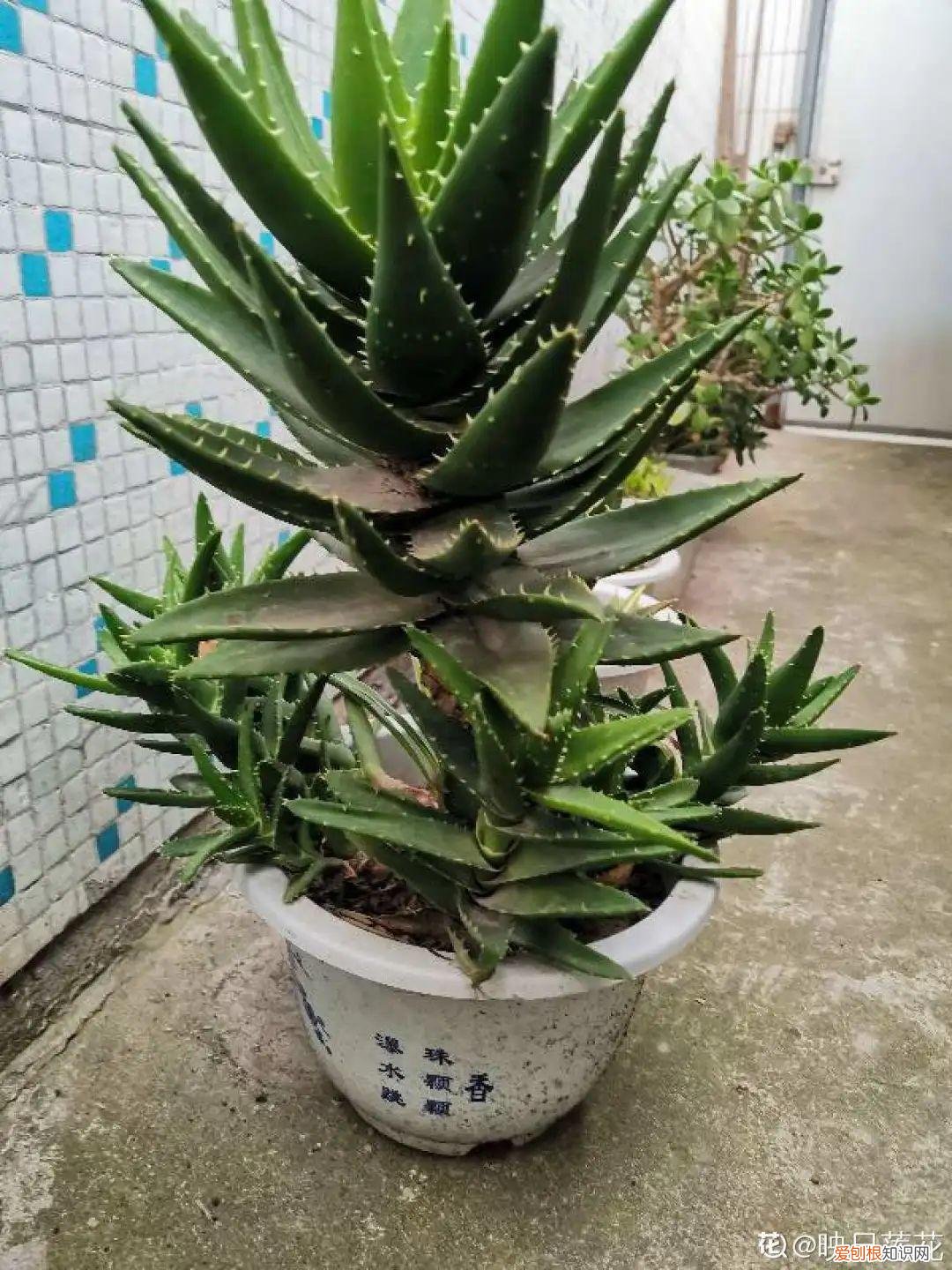 折腾不死的25种花,咋养都爆盆,家里必须养吗，折腾不死的25种花，咋养都爆盆，家里必须养