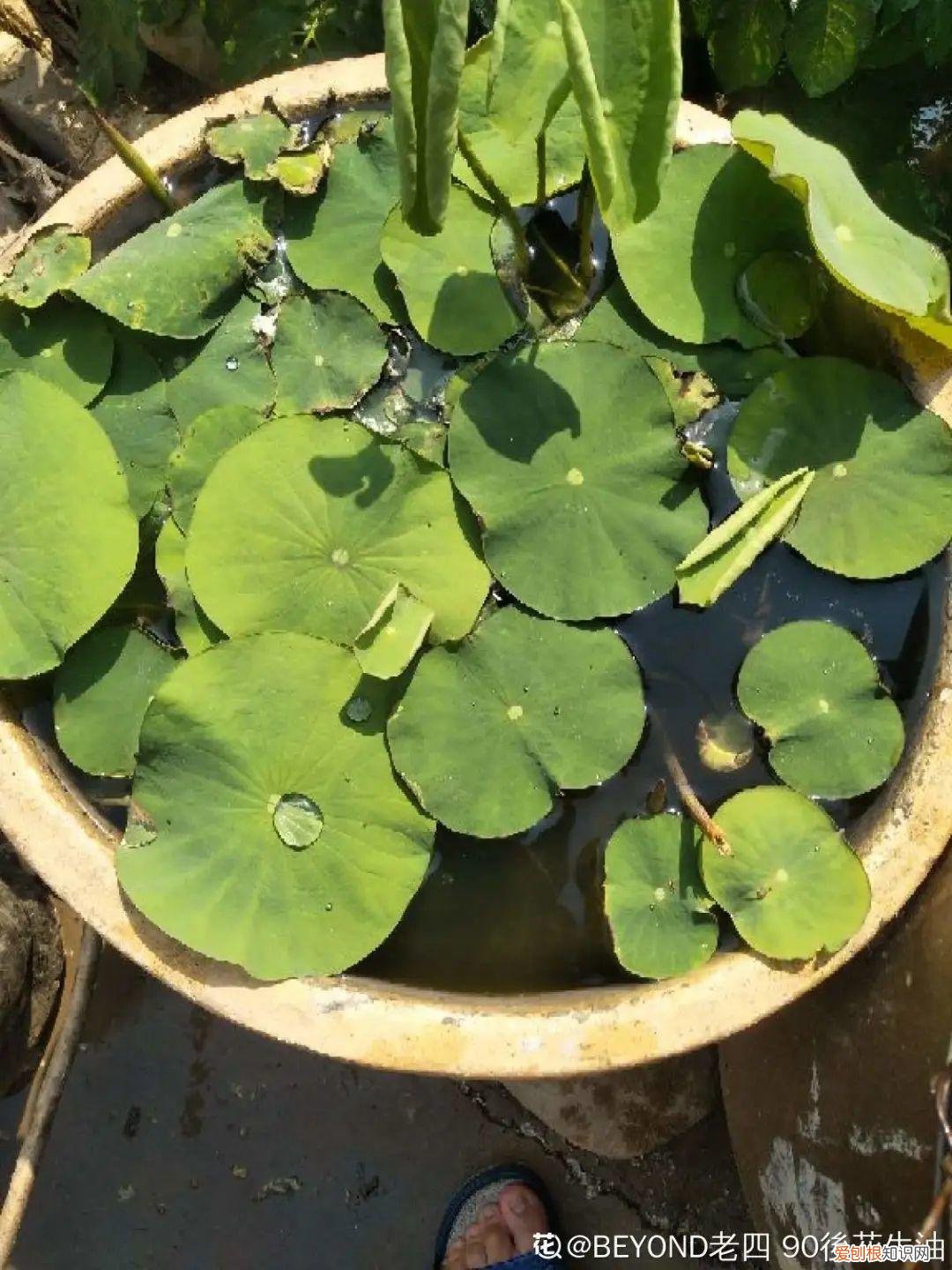 折腾不死的25种花,咋养都爆盆,家里必须养吗，折腾不死的25种花，咋养都爆盆，家里必须养