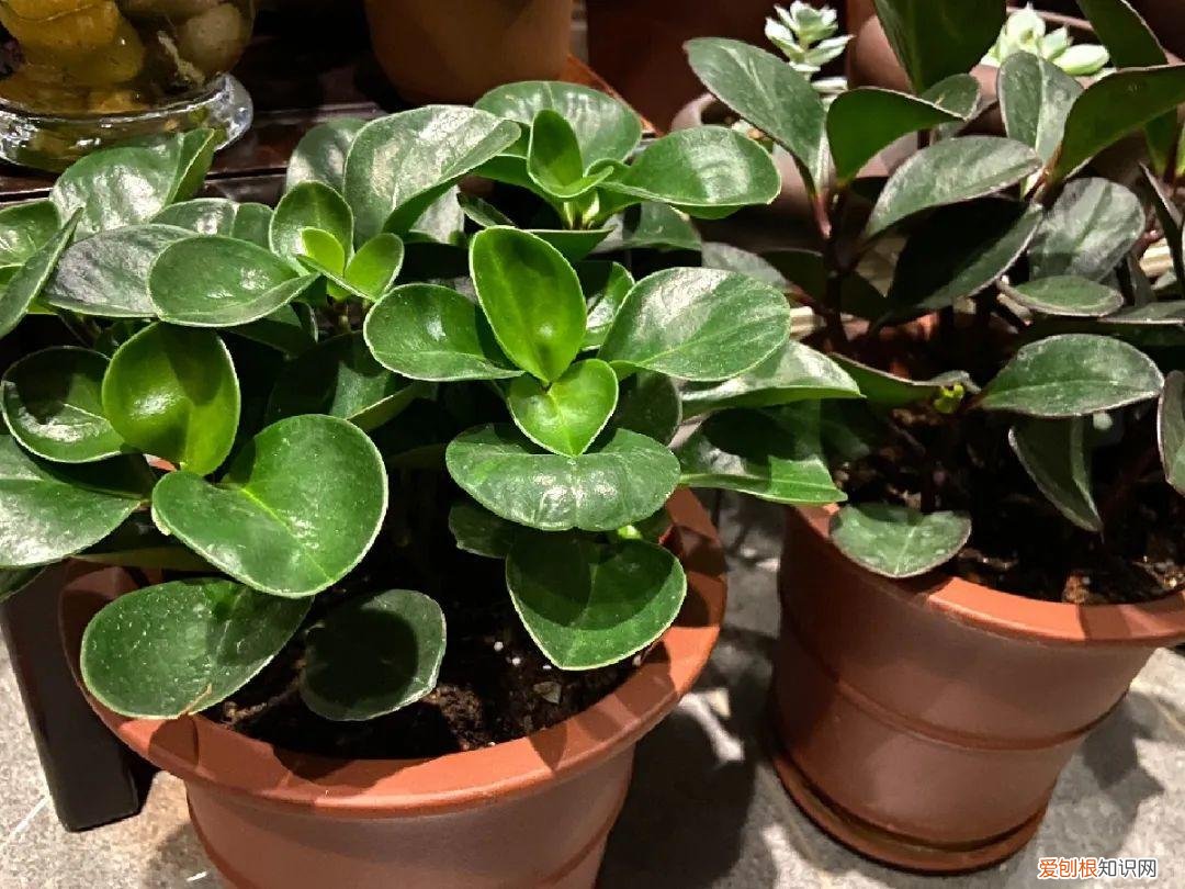 最好养的室内观叶植物，24种观叶植物摆家里，大气又好看