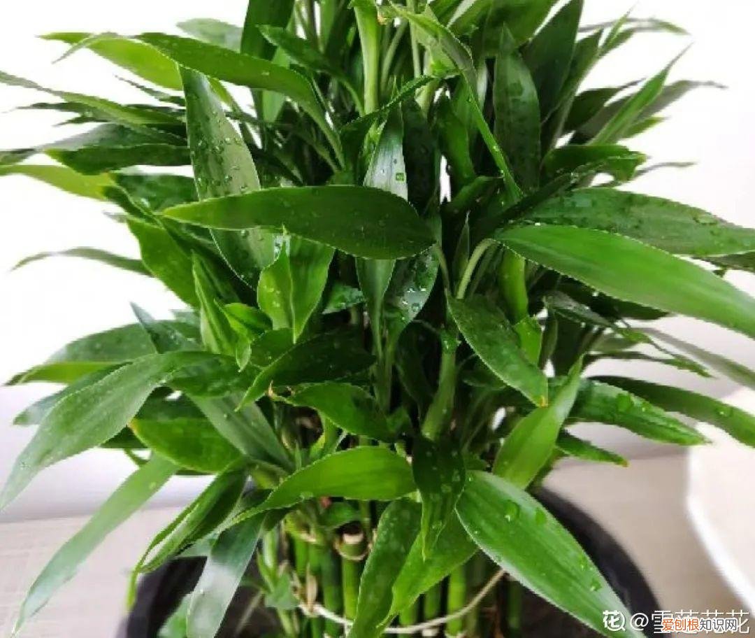 最好养的室内观叶植物，24种观叶植物摆家里，大气又好看