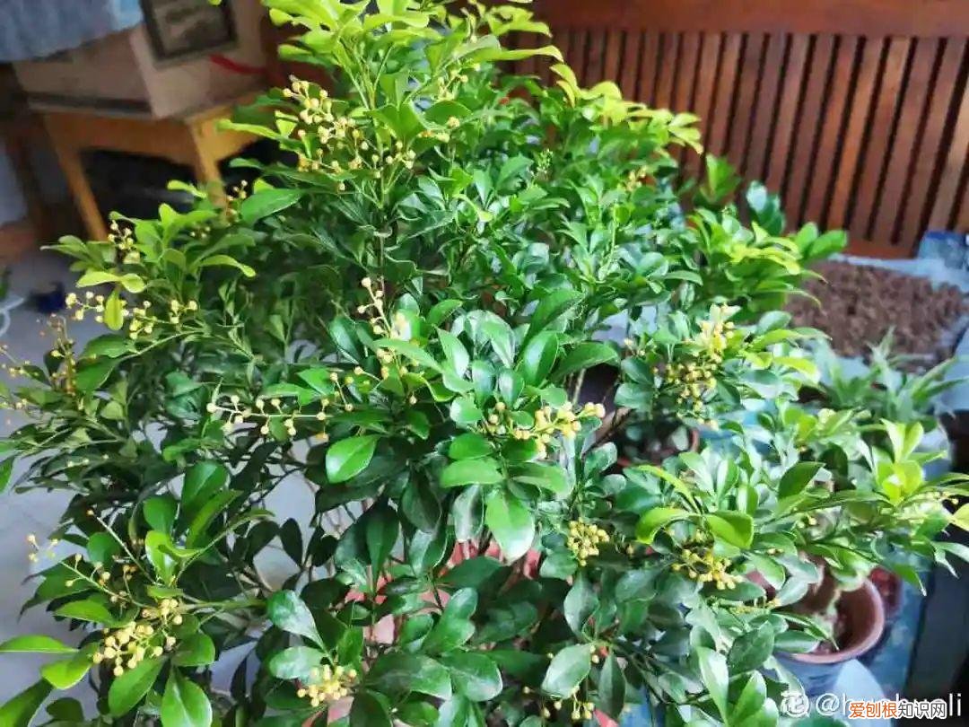 最好养的室内观叶植物，24种观叶植物摆家里，大气又好看