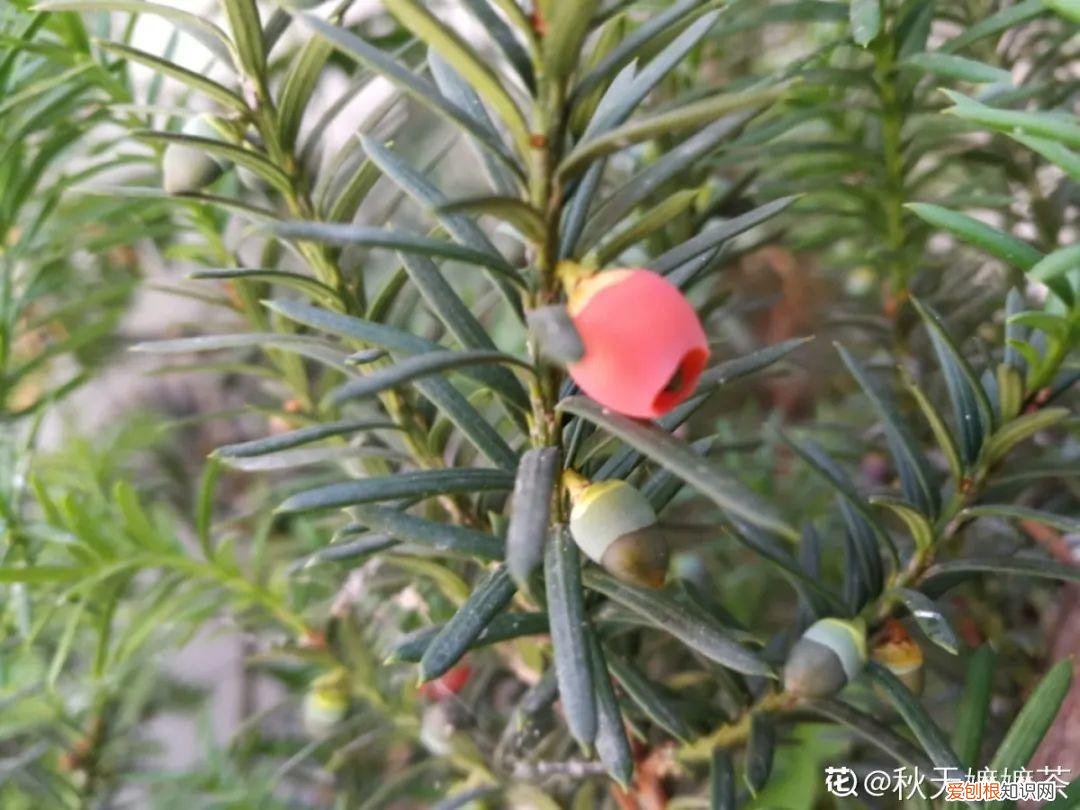 最好养的室内观叶植物，24种观叶植物摆家里，大气又好看