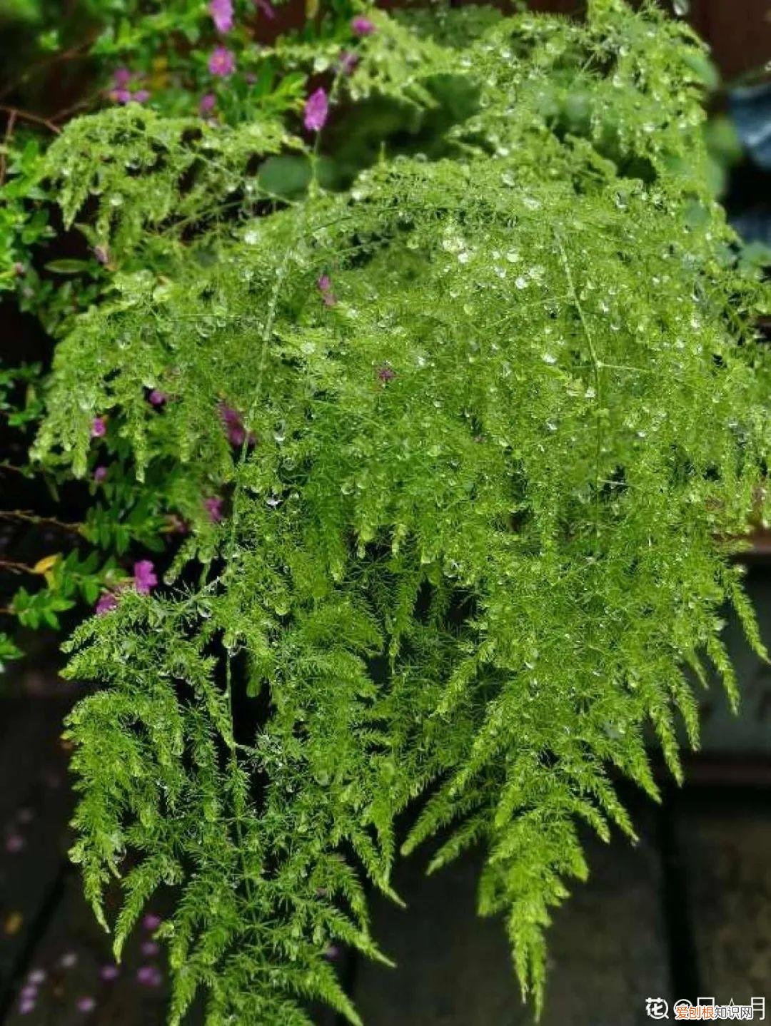 最好养的室内观叶植物，24种观叶植物摆家里，大气又好看