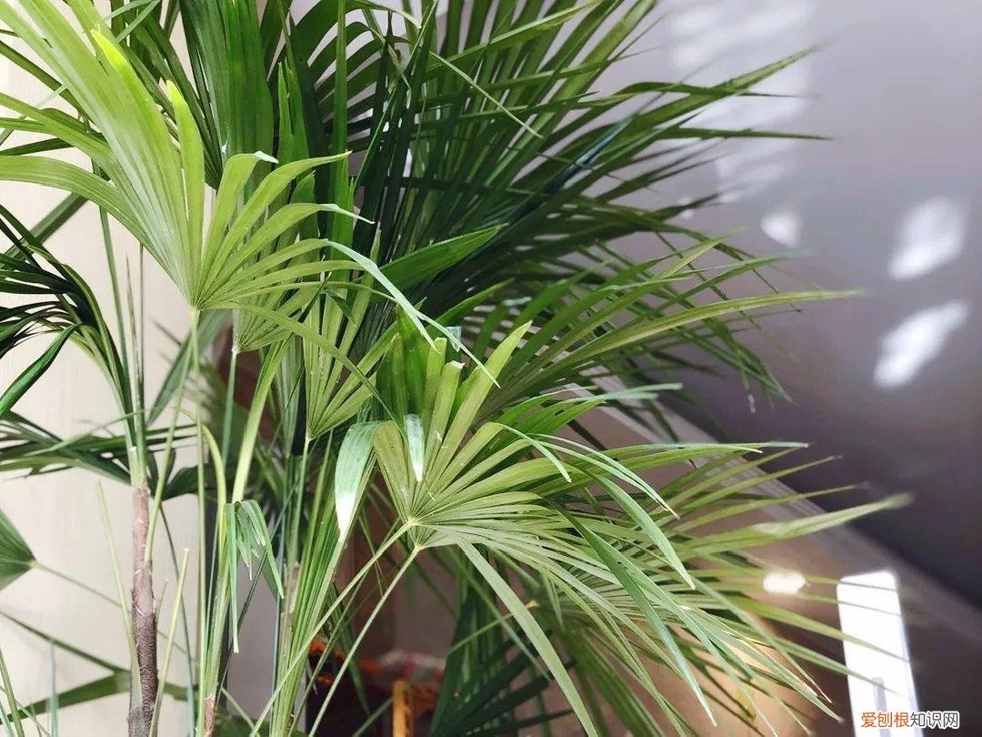 最好养的室内观叶植物，24种观叶植物摆家里，大气又好看