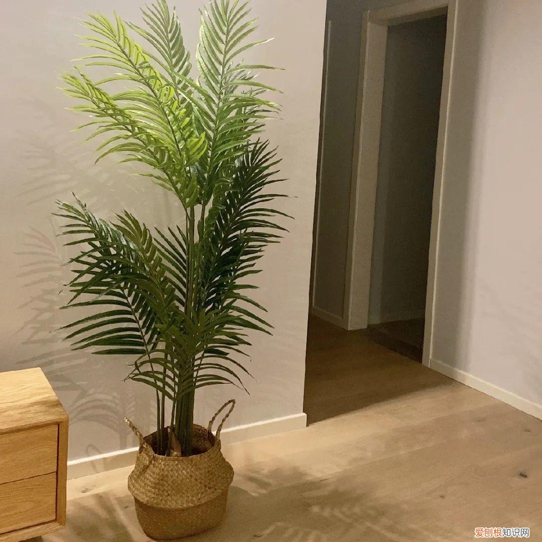 最好养的室内观叶植物，24种观叶植物摆家里，大气又好看