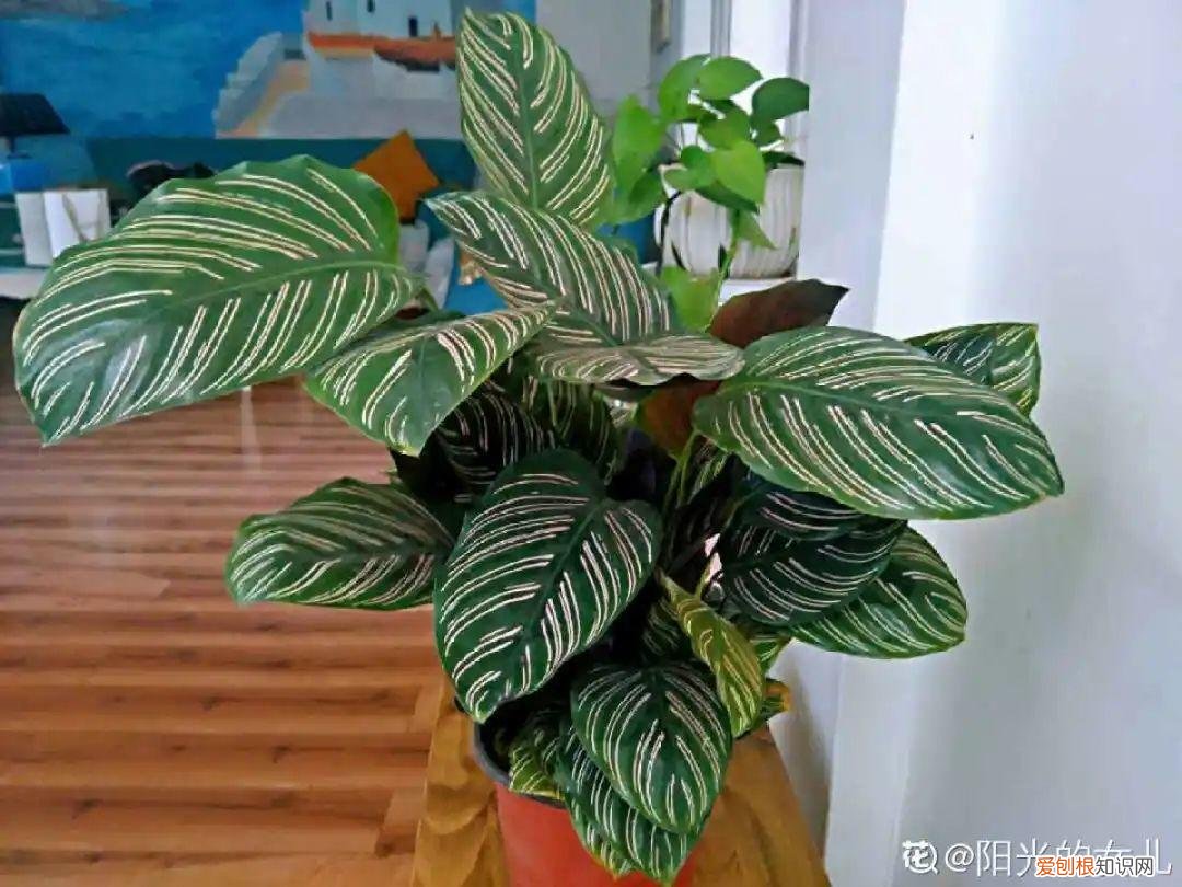 最好养的室内观叶植物，24种观叶植物摆家里，大气又好看