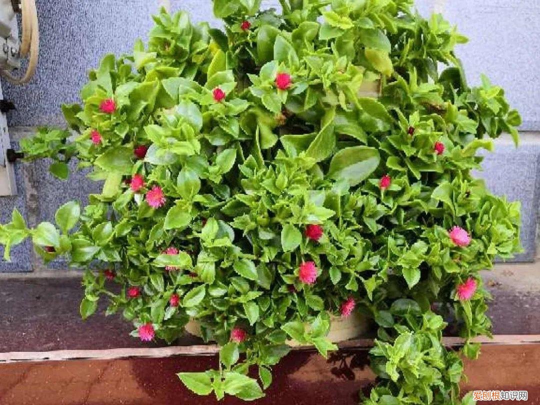 最好养的室内观叶植物，24种观叶植物摆家里，大气又好看