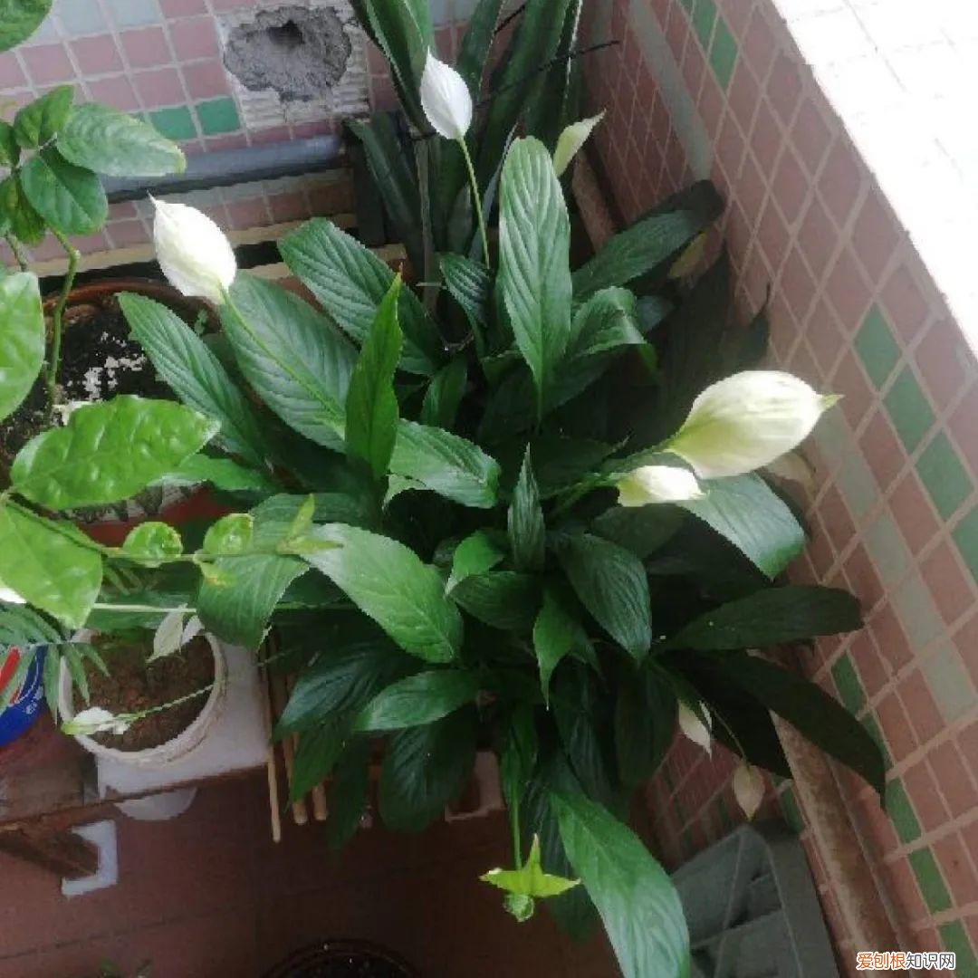 最好养的室内观叶植物，24种观叶植物摆家里，大气又好看