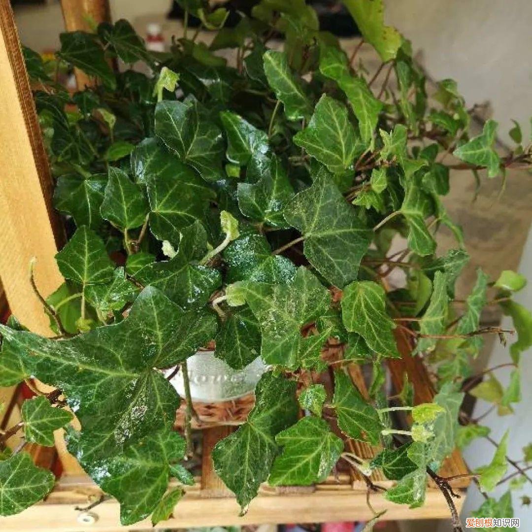 最好养的室内观叶植物，24种观叶植物摆家里，大气又好看