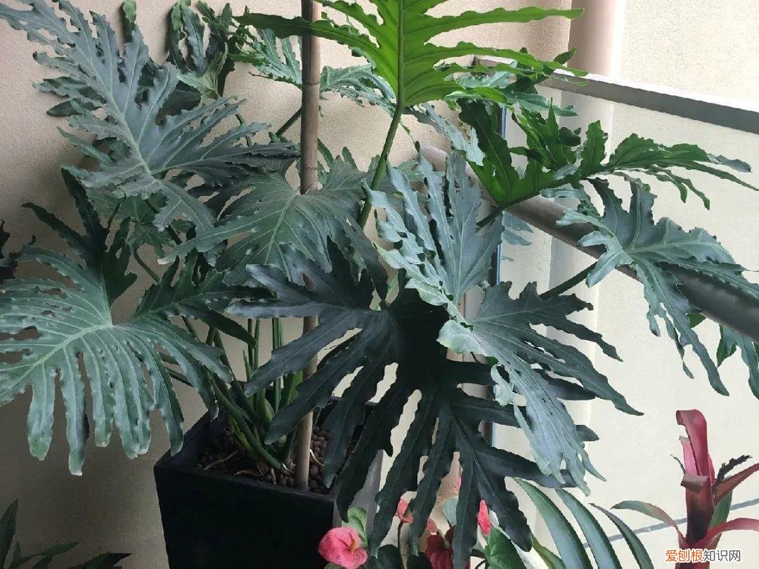 最好养的室内观叶植物，24种观叶植物摆家里，大气又好看