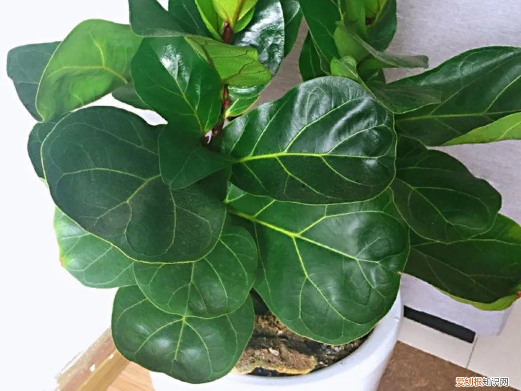 最好养的室内观叶植物，24种观叶植物摆家里，大气又好看