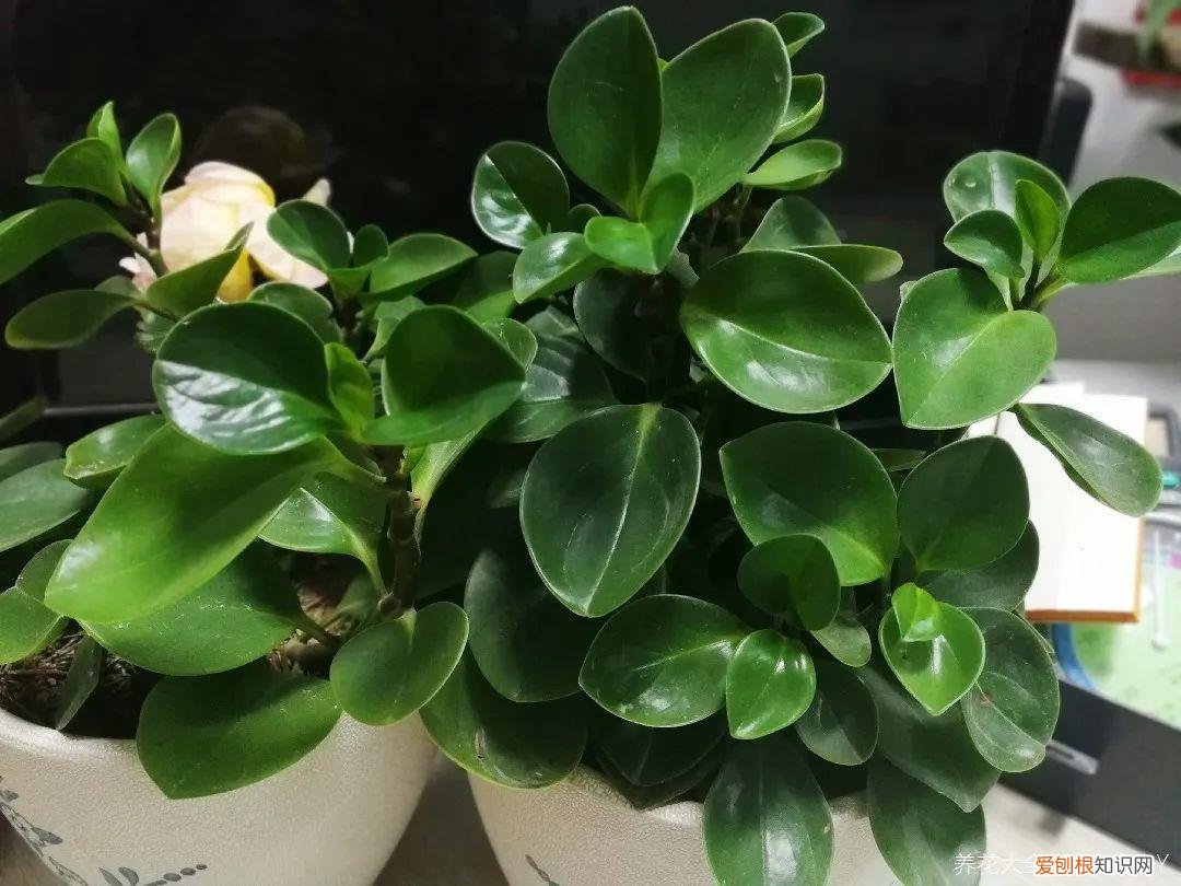 最好养的室内观叶植物，24种观叶植物摆家里，大气又好看