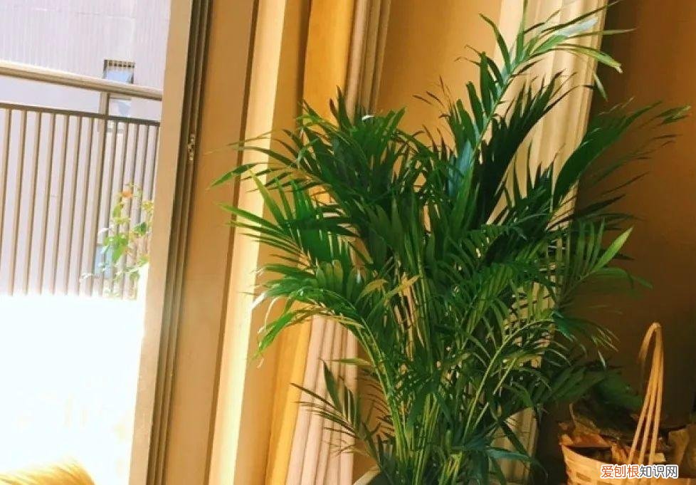 最好养的室内观叶植物，24种观叶植物摆家里，大气又好看