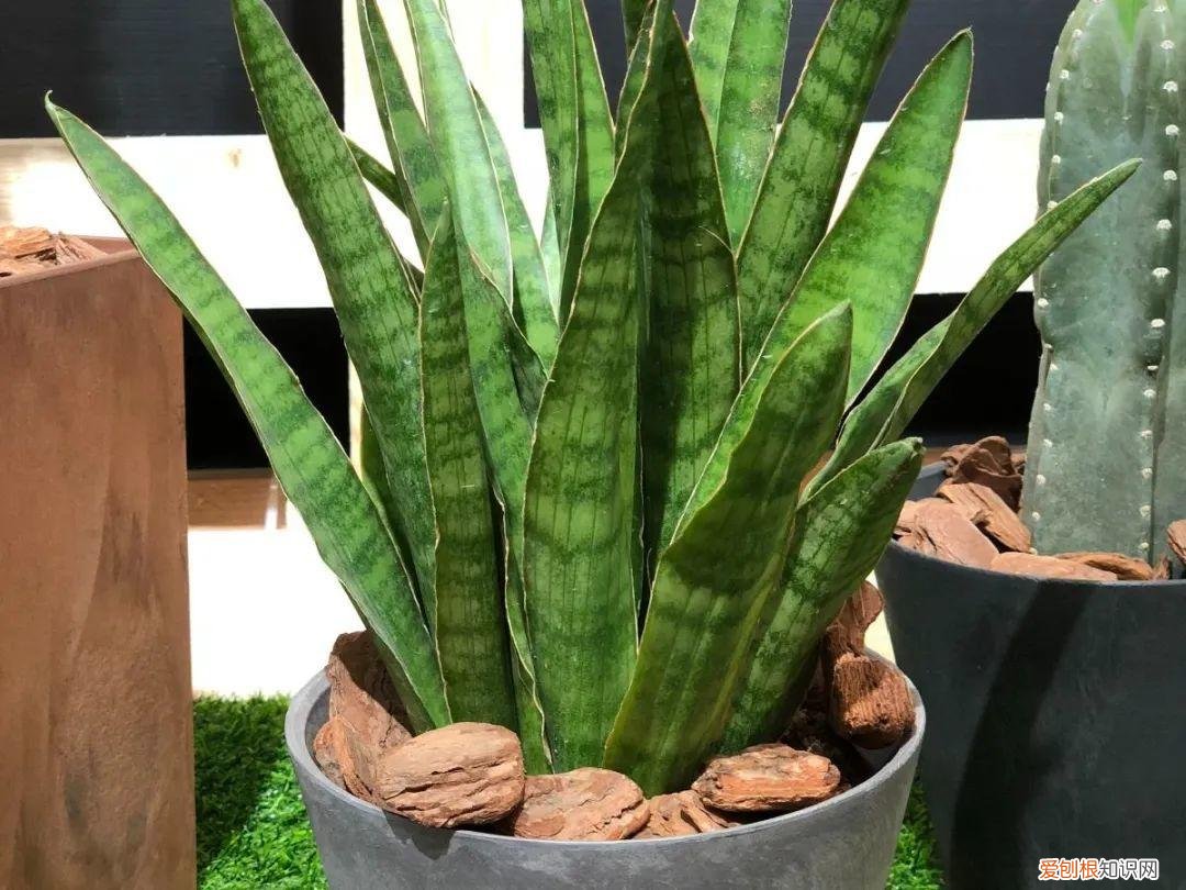 最好养的室内观叶植物，24种观叶植物摆家里，大气又好看
