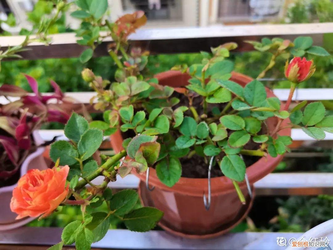 最好养的室内观叶植物，24种观叶植物摆家里，大气又好看