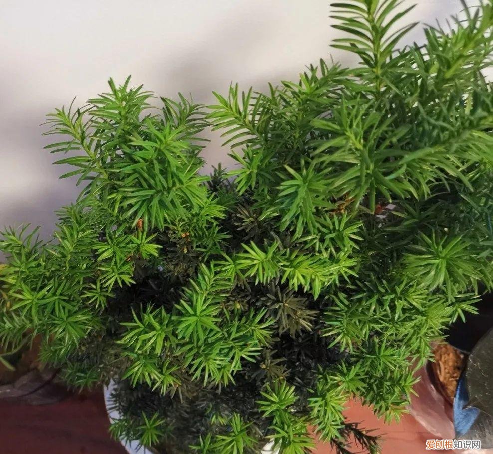 最好养的室内观叶植物，24种观叶植物摆家里，大气又好看