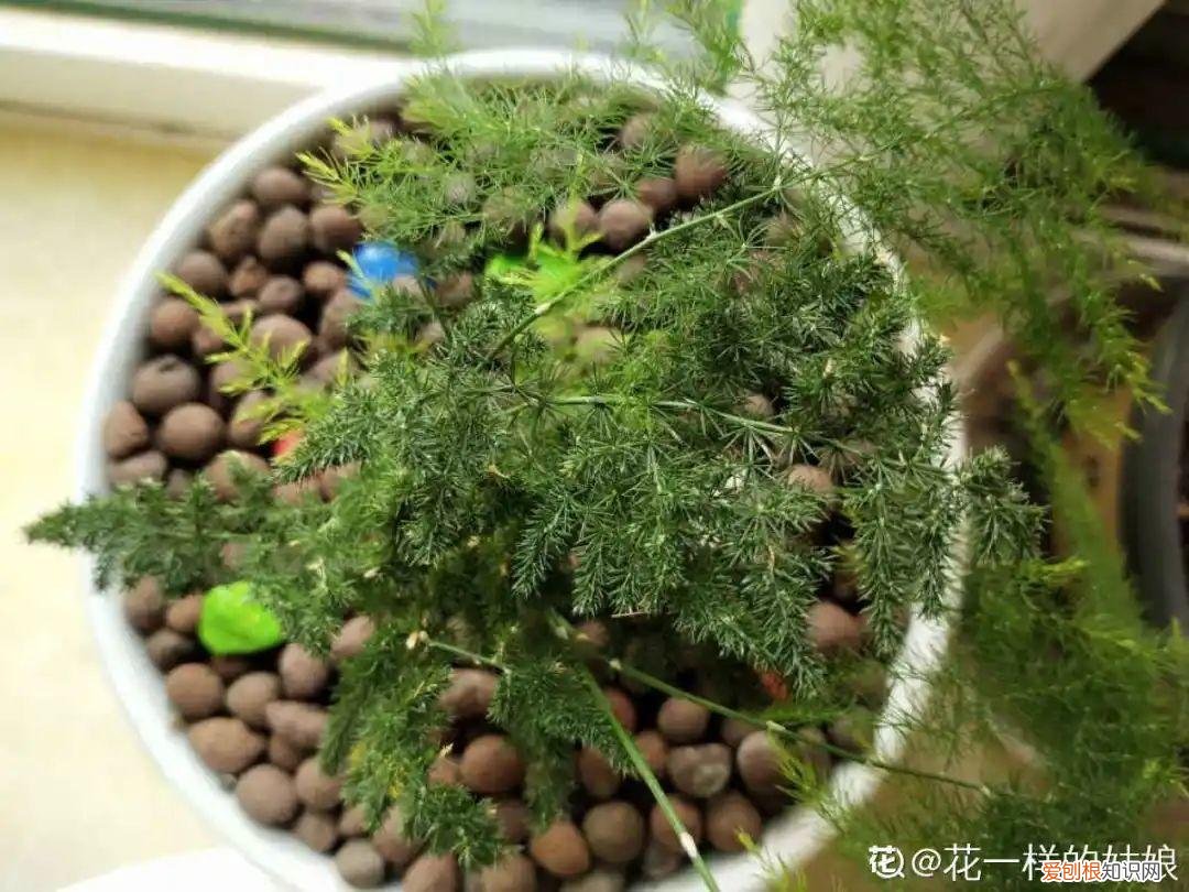 最好养的室内观叶植物，24种观叶植物摆家里，大气又好看
