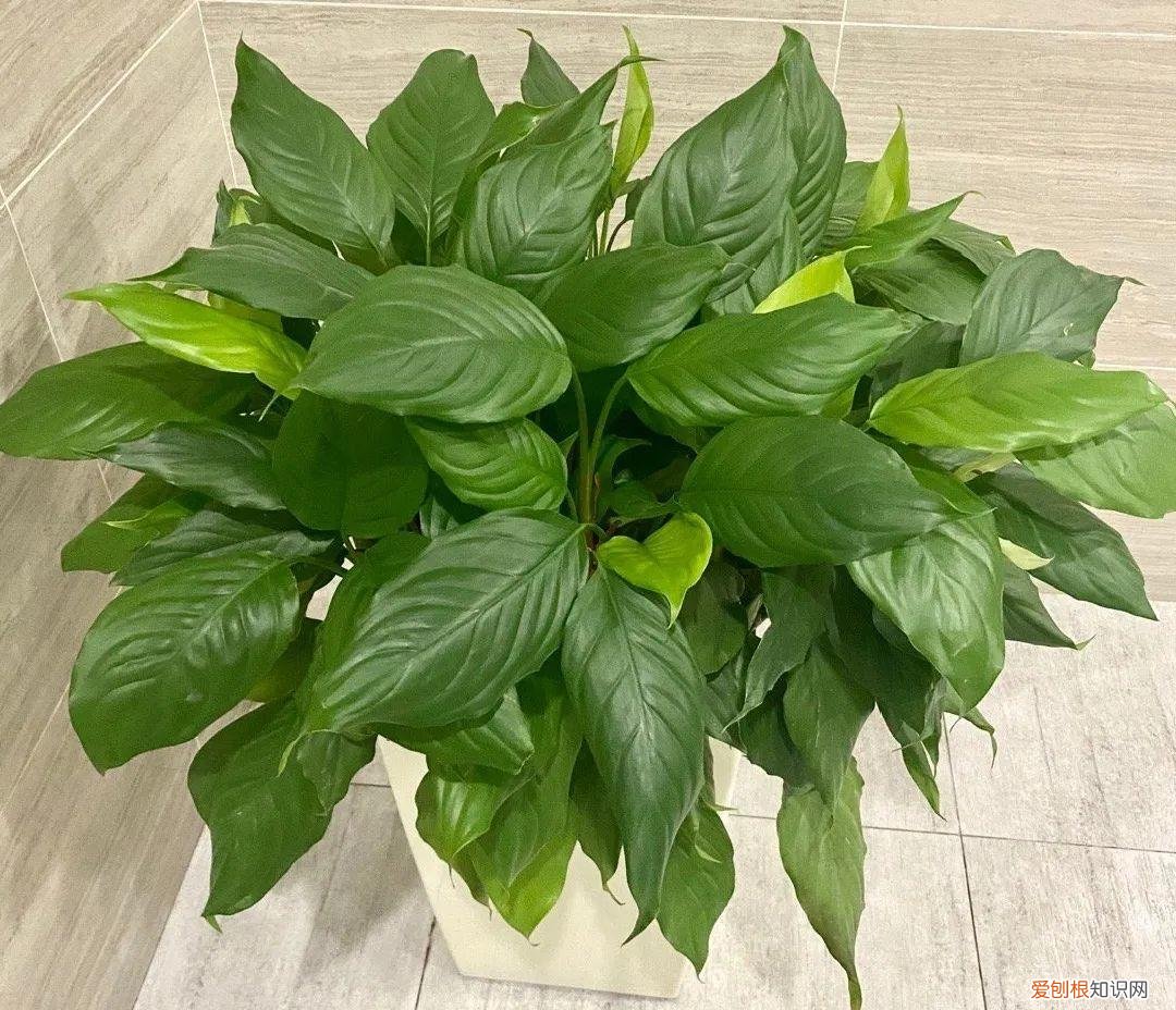 最好养的室内观叶植物，24种观叶植物摆家里，大气又好看
