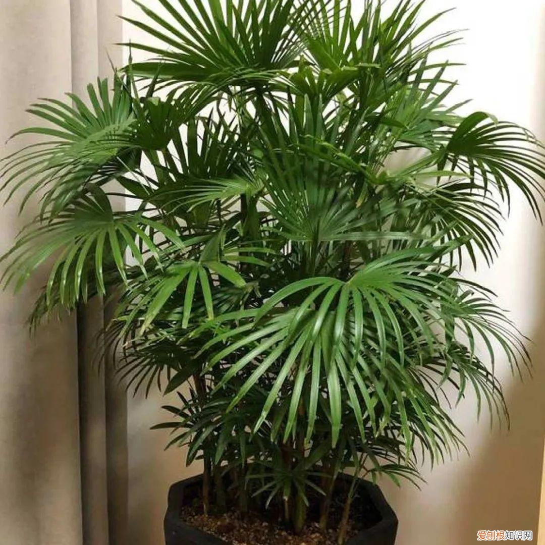最好养的室内观叶植物，24种观叶植物摆家里，大气又好看