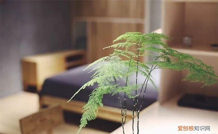 什么花好养又招财，在家养这25种花，招财又旺运，聪明人都在养