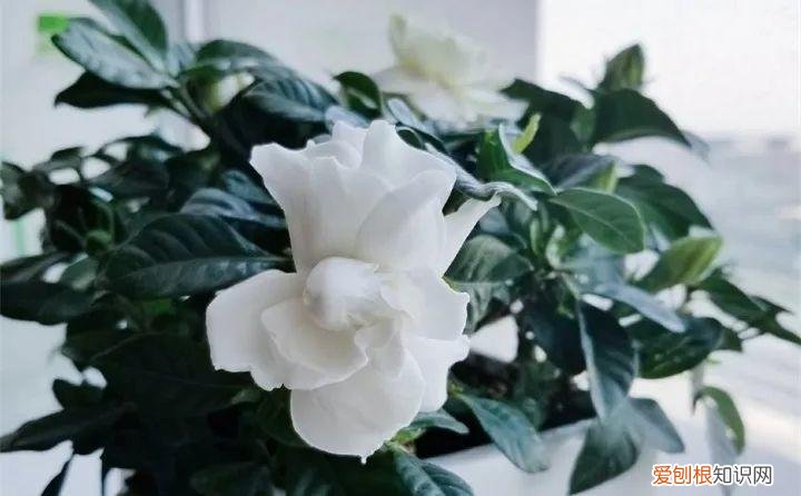 什么花好养又招财，在家养这25种花，招财又旺运，聪明人都在养