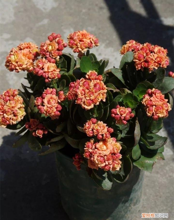 什么花好养又招财，在家养这25种花，招财又旺运，聪明人都在养
