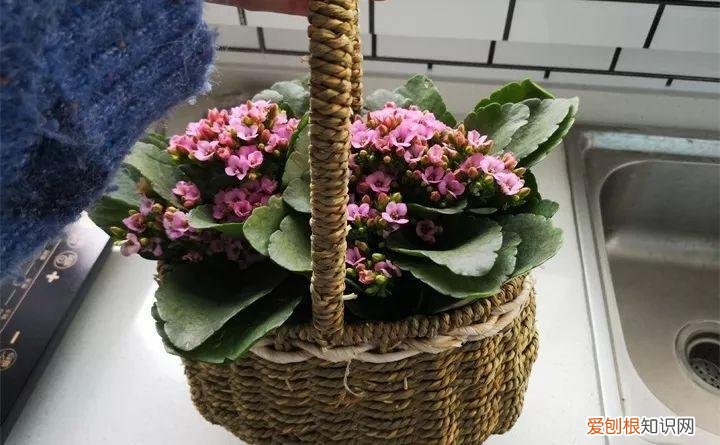 什么花好养又招财，在家养这25种花，招财又旺运，聪明人都在养