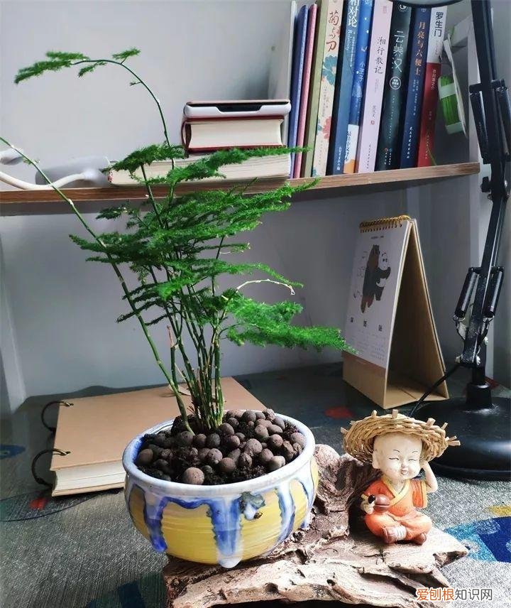 什么花好养又招财，在家养这25种花，招财又旺运，聪明人都在养