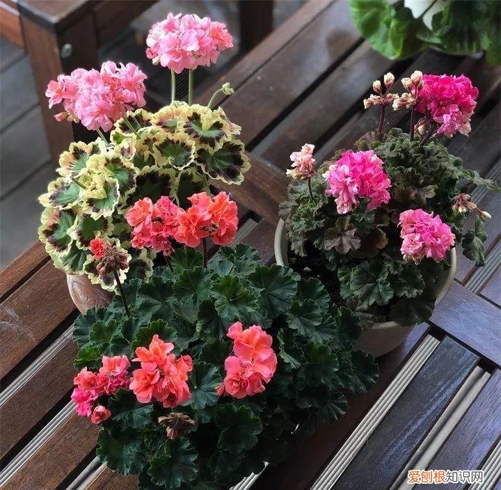 什么花好养又招财，在家养这25种花，招财又旺运，聪明人都在养