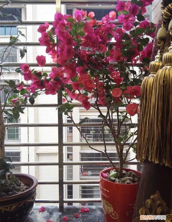 什么花好养又招财，在家养这25种花，招财又旺运，聪明人都在养