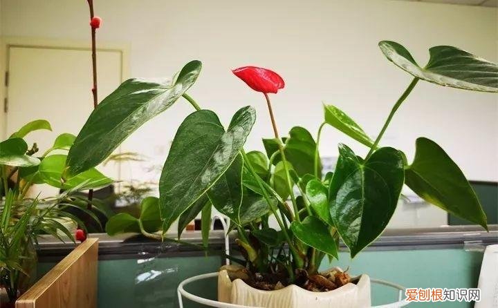 什么花好养又招财，在家养这25种花，招财又旺运，聪明人都在养