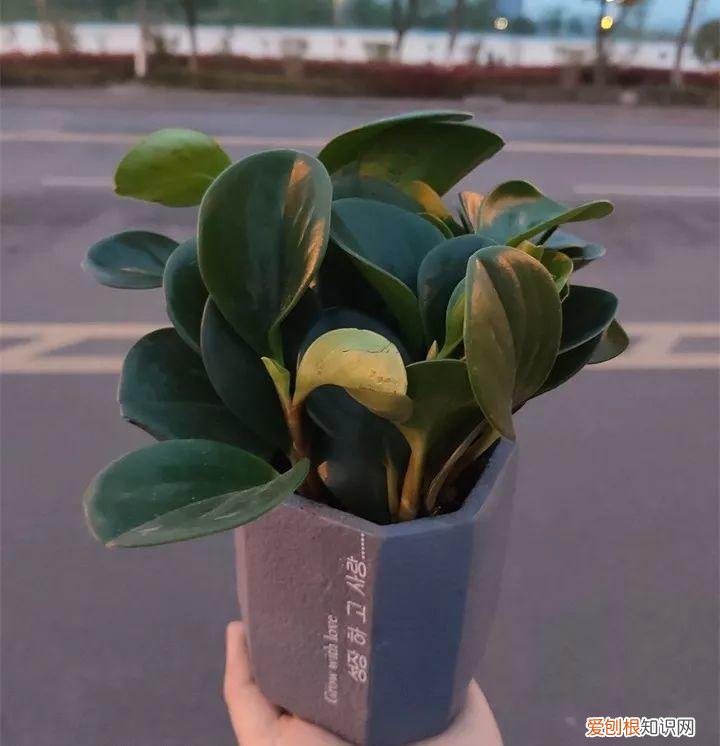 什么花好养又招财，在家养这25种花，招财又旺运，聪明人都在养