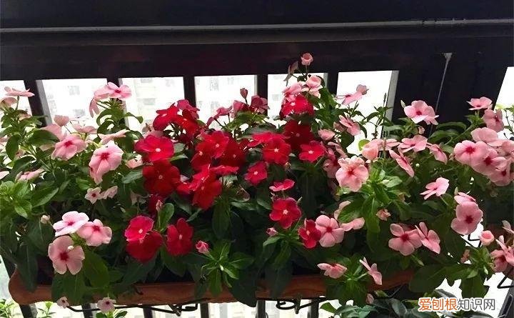 什么花好养又招财，在家养这25种花，招财又旺运，聪明人都在养