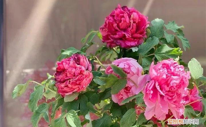 什么花好养又招财，在家养这25种花，招财又旺运，聪明人都在养