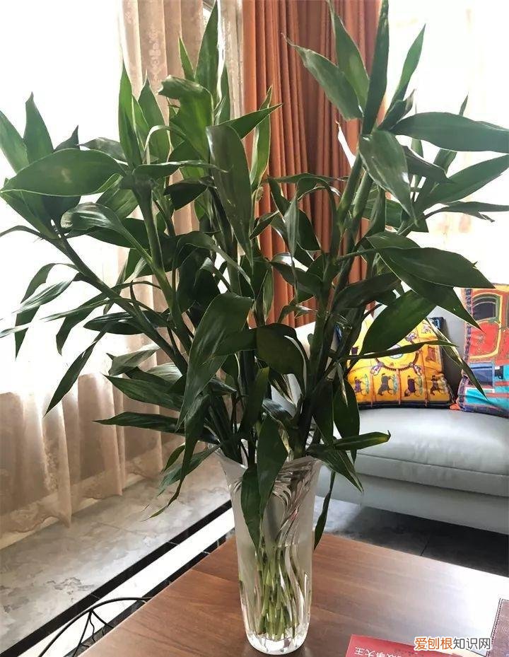 什么花好养又招财，在家养这25种花，招财又旺运，聪明人都在养