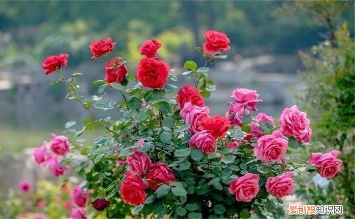 什么花好养又招财，在家养这25种花，招财又旺运，聪明人都在养