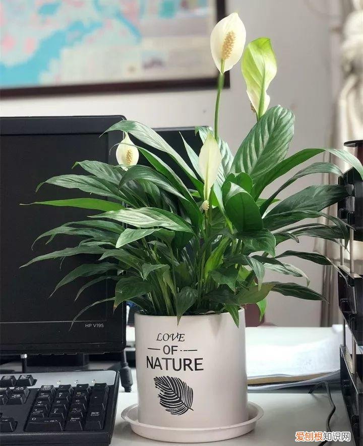 什么花好养又招财，在家养这25种花，招财又旺运，聪明人都在养