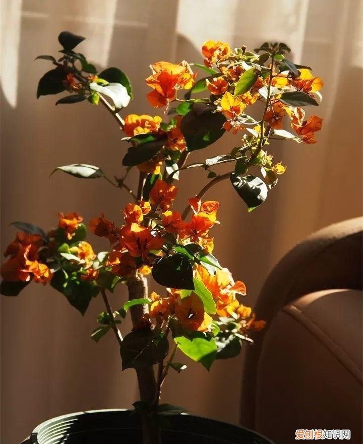 什么花好养又招财，在家养这25种花，招财又旺运，聪明人都在养