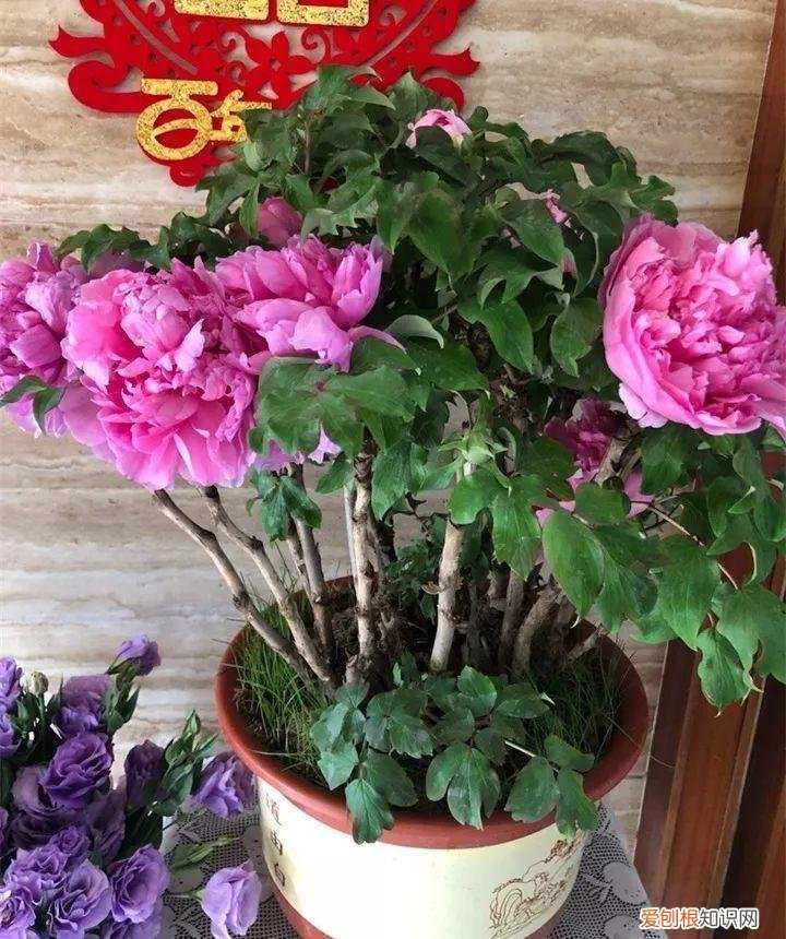 什么花好养又招财，在家养这25种花，招财又旺运，聪明人都在养