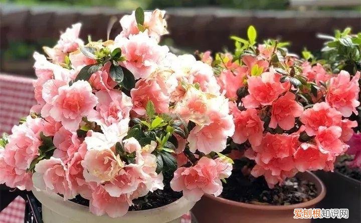 什么花好养又招财，在家养这25种花，招财又旺运，聪明人都在养
