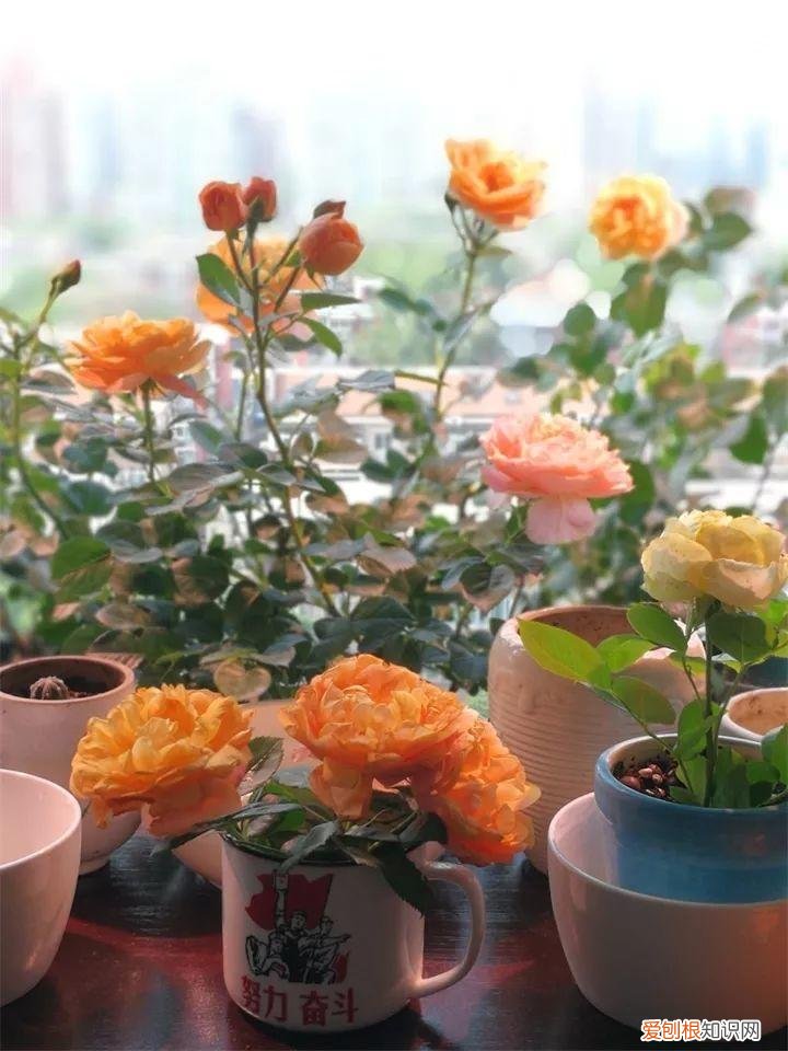 什么花好养又招财，在家养这25种花，招财又旺运，聪明人都在养