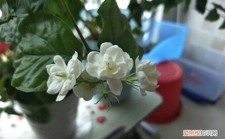 什么花好养又招财，在家养这25种花，招财又旺运，聪明人都在养