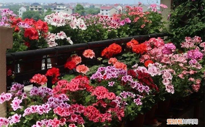 什么花好养又招财，在家养这25种花，招财又旺运，聪明人都在养