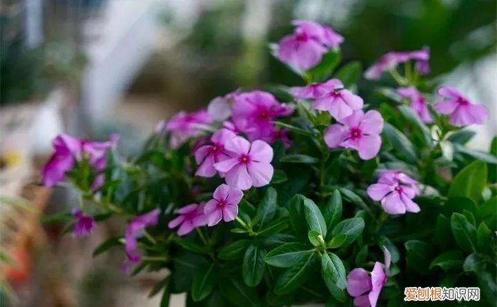 什么花好养又招财，在家养这25种花，招财又旺运，聪明人都在养