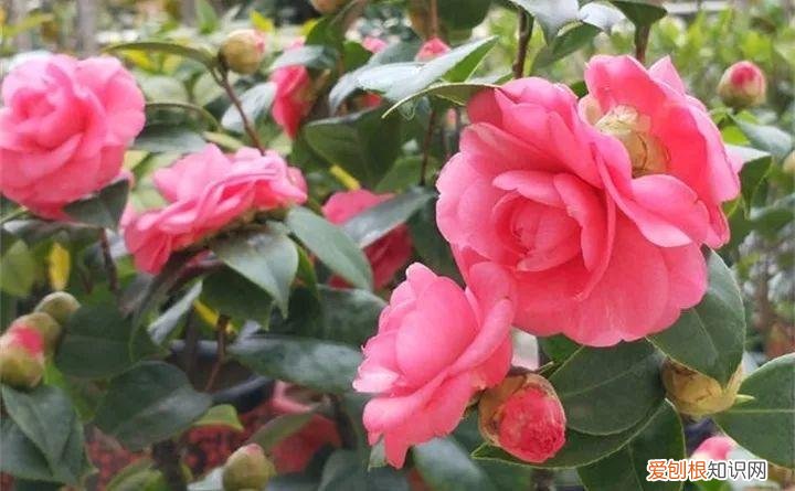 什么花好养又招财，在家养这25种花，招财又旺运，聪明人都在养