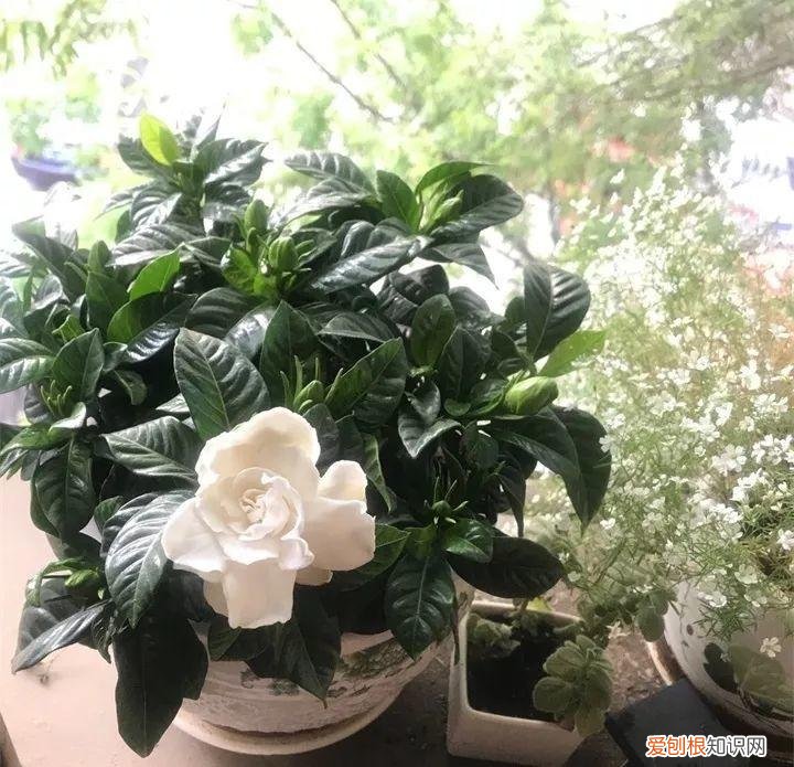 什么花好养又招财，在家养这25种花，招财又旺运，聪明人都在养