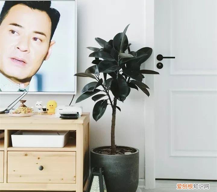 什么花好养又招财，在家养这25种花，招财又旺运，聪明人都在养